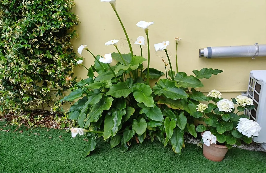 Movie Star Apartment With Garden-1